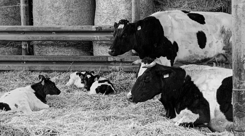 Agricoltore dal cuore d’oro concede congedo di maternità alle mucche