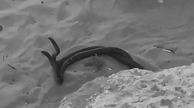 Serpenti combattono in spiaggia vicino ai lettini: panico tra i bagnanti