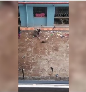 Due donne uccidono 15 cuccioli con un bastone: movente ignoto