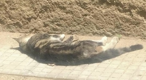 Gattino ucciso a bastonate da un bidello: i gatti del borgo sporgono denuncia