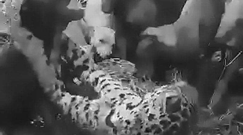 Cani da caccia attaccano giaguaro in via di estinzione: scatta l’indignazione