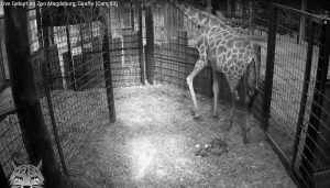 Giraffa dà alla luce cucciolo nato morto e muore di crepacuore
