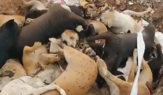 Cani avvelenati in massa e gettati in fosse comuni: il motivo è sconcertante