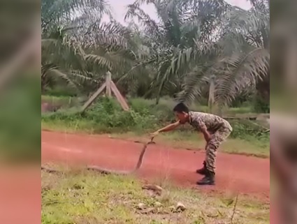 Soldato cattura cobra reale con una tecnica che lascia a bocca aperta