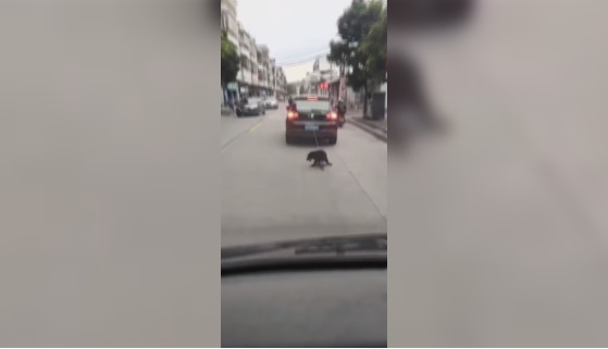 Adotta un cucciolo, ma lo porta a casa trascinandolo con l’auto nel traffico: “Puzzava”