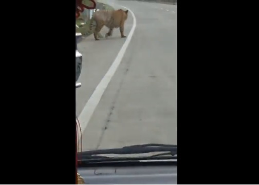 Sta guidando in autostrada quando all’improvviso una tigre gli si ferma davanti