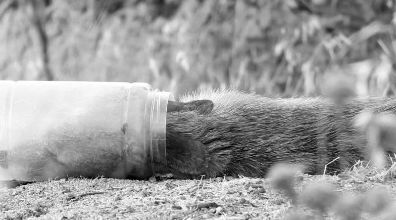 Cucciolo di volpe incastrato con la testa in un barattolo: il salvataggio è complicato
