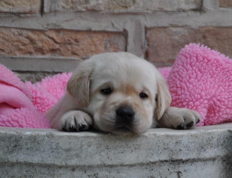 Uccide a calci cucciolo di Labrador per strada: rischia il linciaggio